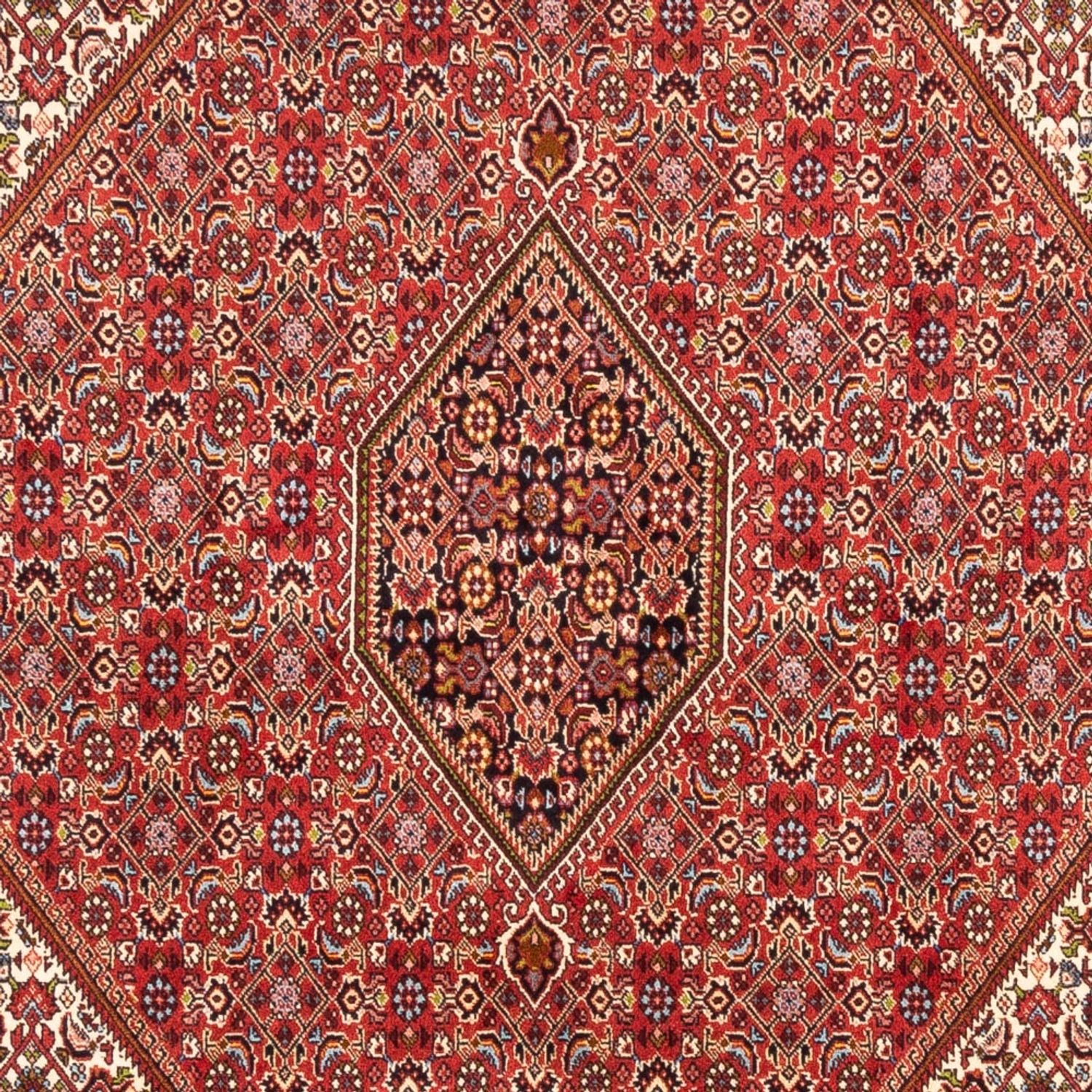 Bidjar - Bukan Teppich 247x172cm - Perserteppich - Image 2