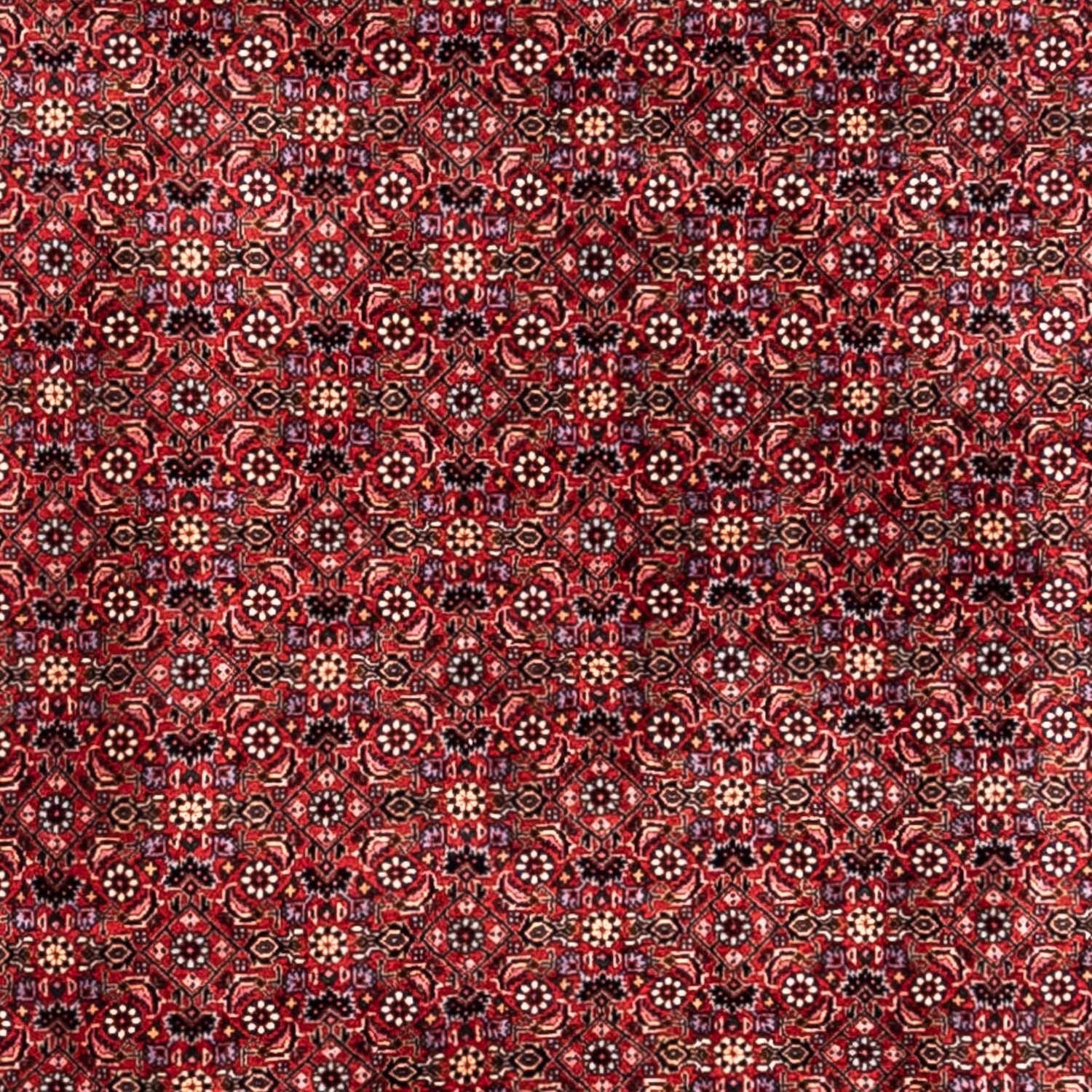 Perserteppich - Bidjar - Royal 338 x 250 cm - rot - Image 2