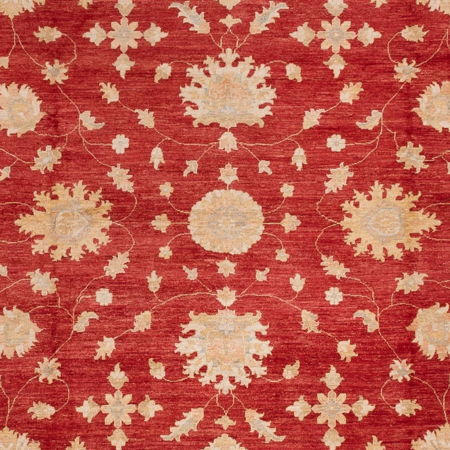 Ziegler Teppich 496x362cm - Orientteppich - Image 2